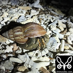 オカヤドカリも産卵のため海に向かっていた。