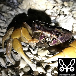 無事に幼生を海に放ち山に帰っていくオカガニ。