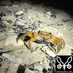 ベンケイガニ。