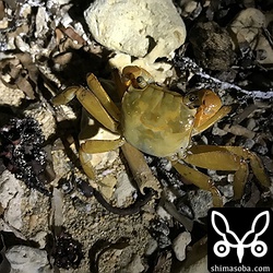 ベンケイガニもすみかへ帰っていく。