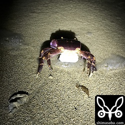 波打ち際でふんどしを開き放仔するカクレイワガニ。