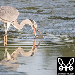 アオサギがミシシッピアカミミガメをつついていた。