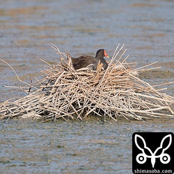 バンは暑い中、抱卵中。