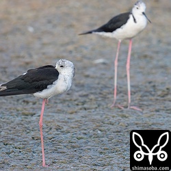 セイタカシギは三角池に2羽。