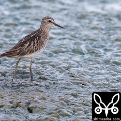 ヒバリシギは30羽ほど。