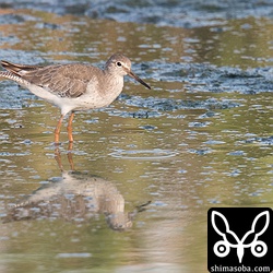 アカアシシギも三角池に2羽。