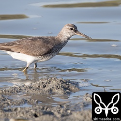 キアシシギは三角池に1羽、近くの干潟に2羽いた。