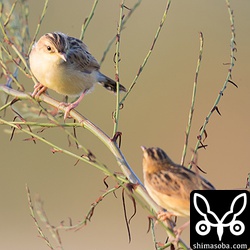 この後、二羽で連れ立って飛んで行った。