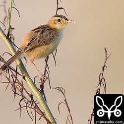 上のセッカと同じ枝にもう一羽とまっていた。