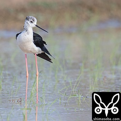 セイタカシギは数羽がやってきた。