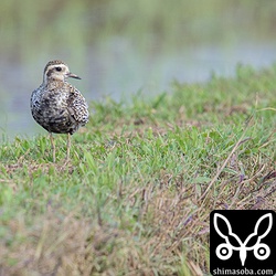 ムナグロは、畔で休んでいる個体が多かった。疲れているようで渡ってきたばかりか?