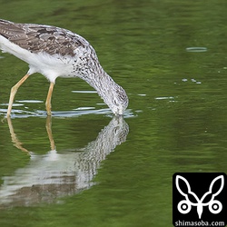 夏羽の残るアオアシシギに出会えました。^^