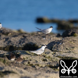 コアジサシの家族。