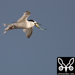 コアジサシの親鳥がボラの稚魚らしきのを捕まえてきた。