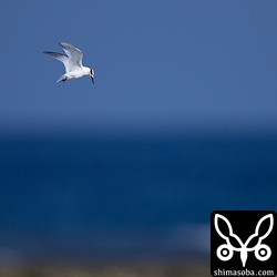エリグロアジサシの幼鳥。狩りに挑戦していた。