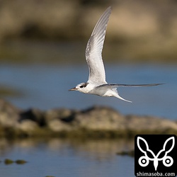 コアジサシ成鳥。