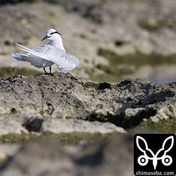 エリグロアジサシの成鳥。