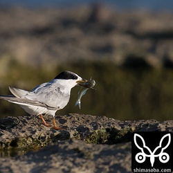 子に与えると思いきや自分で食ってしまいました。^^;