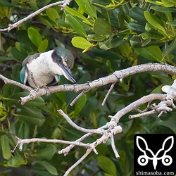 頭を搔くナンヨウショウビン。