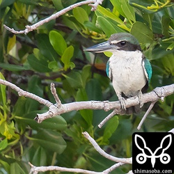 もう少し背中側から見たかったのですが、とりあえず沖縄本島初記録のナンヨウショウビンが見られたことに感謝。