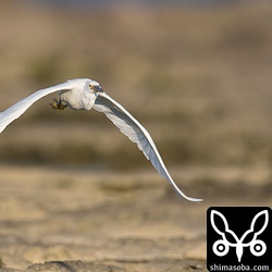 逃げるクロサギ白型。