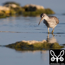 キアシシギ。