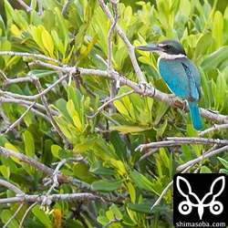 ナンヨウショウビンの美しい背中。橋の上からの撮影なので大型車が通るたびに橋が上下に揺れ、非常に撮影しづらかった。この写真もブレてしまっています。