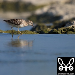 ヒバリシギ。