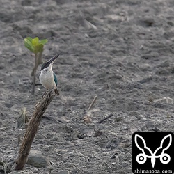 上空を見つめるナンヨウショウビン。たまにツミが漫湖の上を飛んでいくので気になるようです。