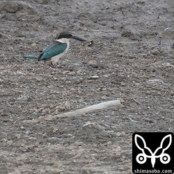 干潟に降りてはカニを捕まえていたナンヨウショウビン。素早く一瞬で仕留めるという感じではなく、いちど地面に降りてから出てきたカニを捕まえるような方法でした。