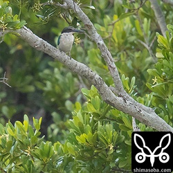 今日は、こちらの木がお気に入りのようで何度か止まっていました。