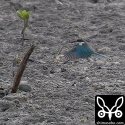 遠い、暗いでシャッタースピードが上がりませんが、ナンヨウショウビンの飛ぶ姿。