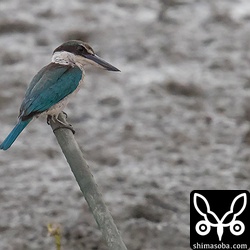 カニに狙いを定めるナンヨウショウビン。