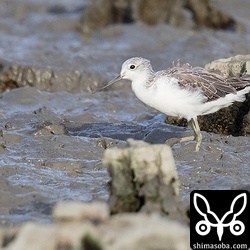 アオアシシギは、数羽の飛来。ほぼ冬羽に変わっているのか、白く目立つ個体でした。
