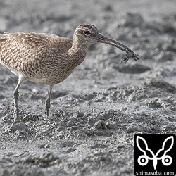 チュウシャクシギをはじめ、漫湖干潟にやってくるシギたちは、カニをよく食べます。