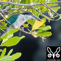 黄色い葉がじゃまなのだろうか。くわえては引きちぎろうとしているようだ。
