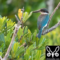 ナンヨウショウビンは、木のてっぺんで全身を見せてくれたのち、林の中へ消えていった。