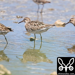 ウズラシギは10羽ほどが水路で餌取り。換羽中です。