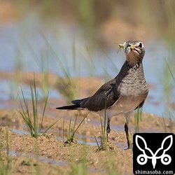 イナゴらしきバッタを捕まえた。