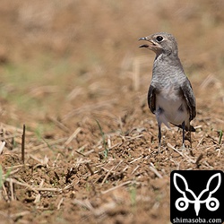 ツバメチドリ冬羽?