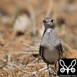 ツバメチドリ冬羽。