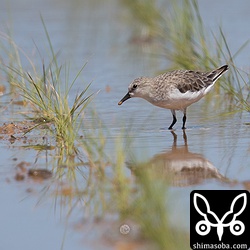 トウネン冬羽。