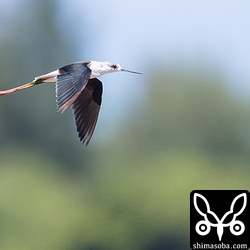 セイタカシギ成鳥。