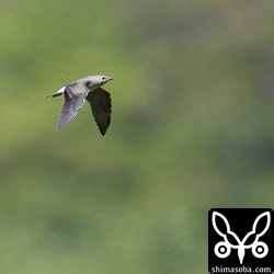 ツバメチドリ成鳥冬羽。