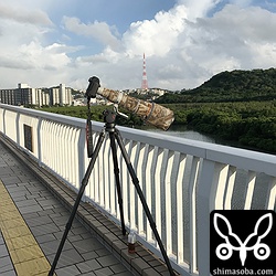 発見から1カ月もするとナンヨウショウビン目当てのギャラリーもゼロになりました。^^;