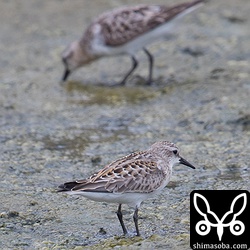 三角池でトウネン。