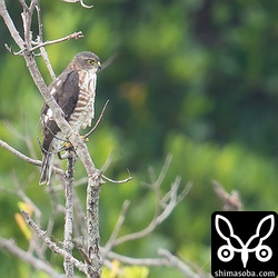 漫湖干潟に現れたツミ。これではナンヨウショウビンは現れません。^^;
