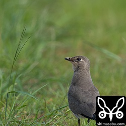 ツバメチドリ冬羽。こちらも金武。