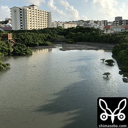 とよみ大橋から見たナンヨウショウビンの現れるポイント。画面右のほうがお気に入りの枝。左側の展望台の手前あたりもお気に入りの場所です。潮位が写真の位置ぐらいまで上がってくるとナンヨウショウビンはエサ取りができないのでマングローブに消えてしまいます。