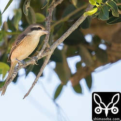シマアカモズもたくさん渡ってきていました。